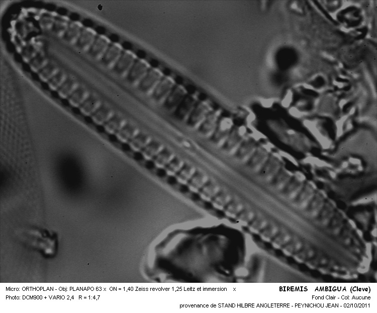 Biremis ambigua (Cleve) D.G.Mann #24233
