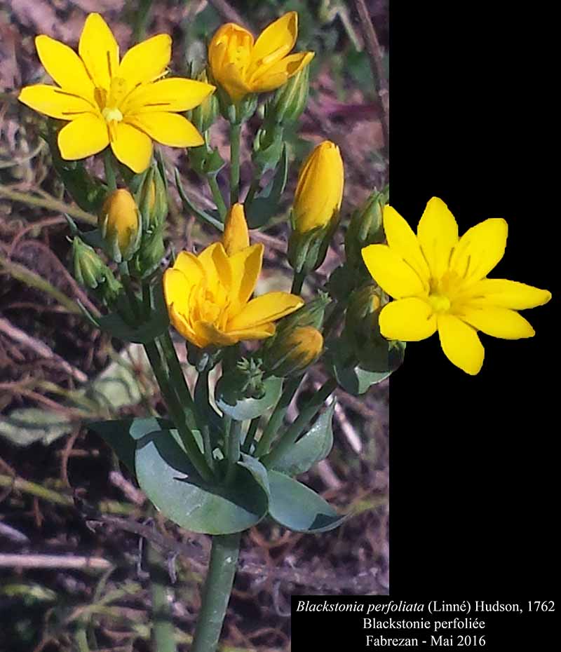 Blackstonia perfoliata (Linné) Hudson, 1762 #45444