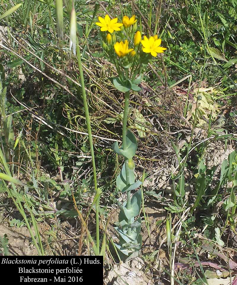 Blackstonia perfoliata (Linné) Hudson, 1762 #45442