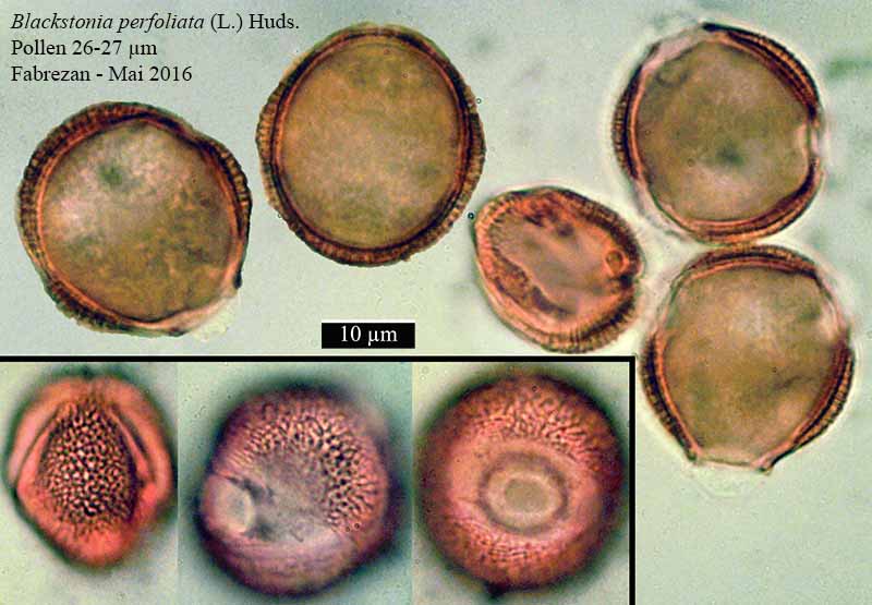 Blackstonia perfoliata (Linné) Hudson, 1762 #45447