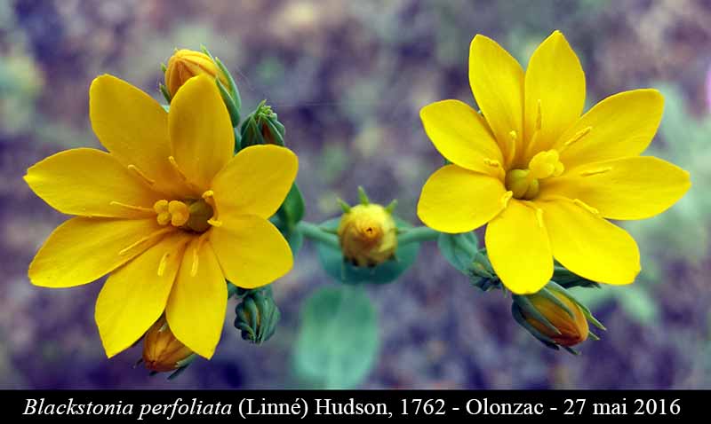 Blackstonia perfoliata (Linné) Hudson, 1762 #45445