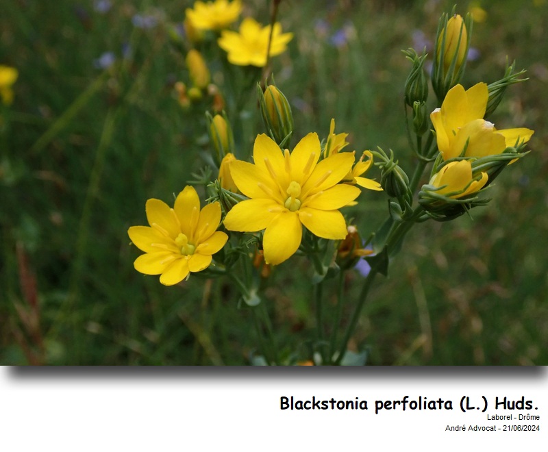 Blackstonia perfoliata (L.) Huds. #79432