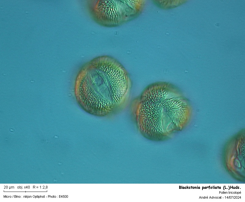 Blackstonia perfoliata (L.) Huds. #79431