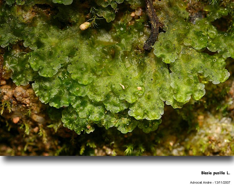 Blasia pusilla L. #742