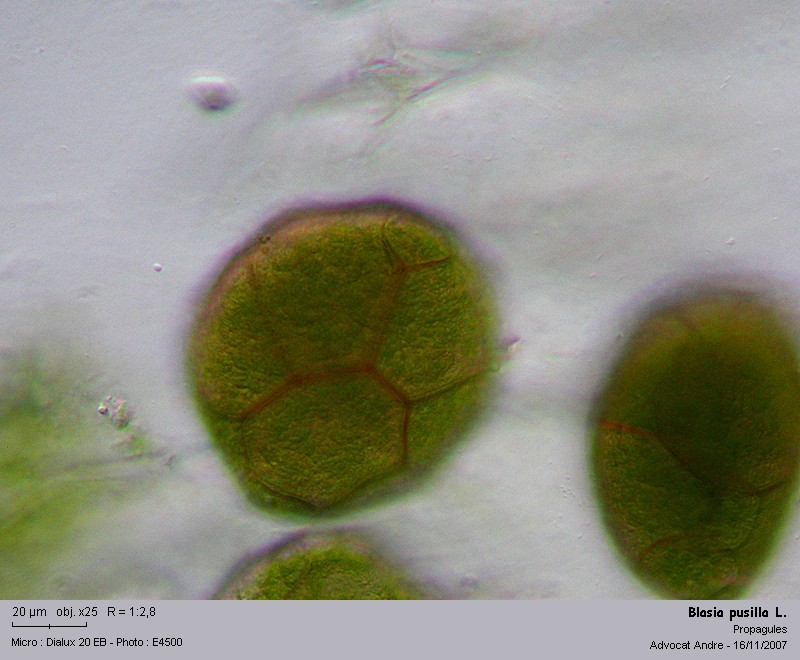 Blasia pusilla L. #8207