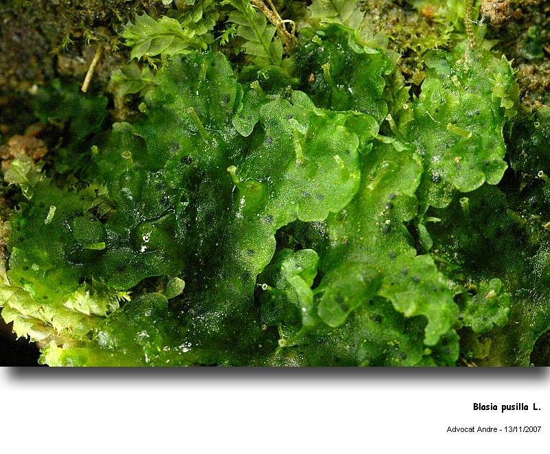 Blasia pusilla L. #743