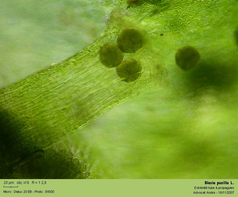 Blasia pusilla L. #8206