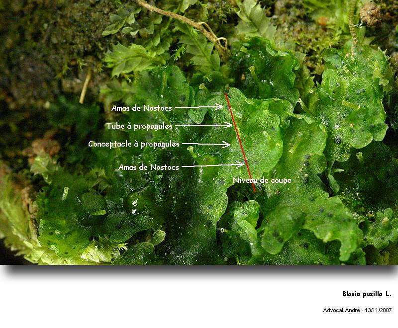 Blasia pusilla L. #744