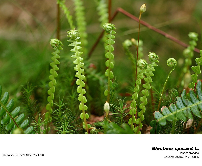 Blechnum spicant L. #2985