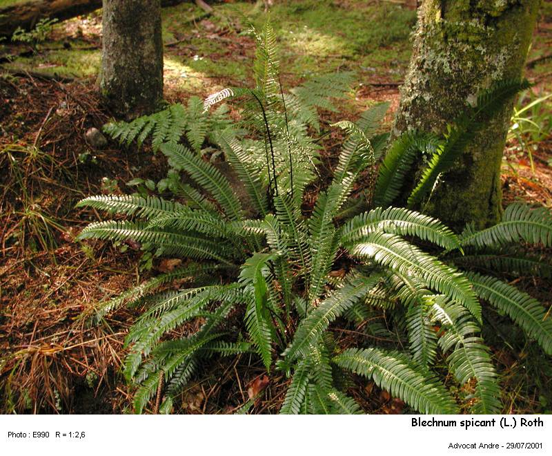 Blechnum spicant L. #2979