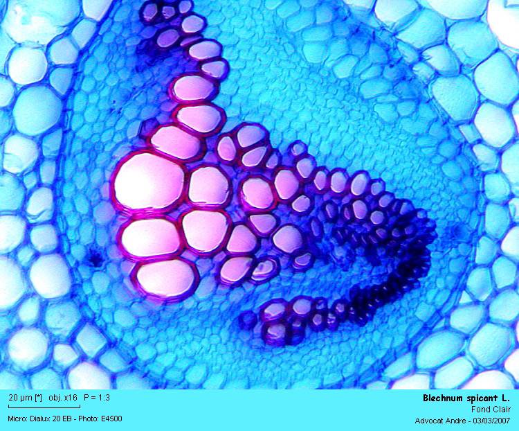 Blechnum spicant L. #2983
