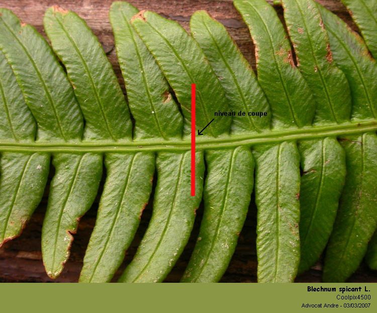 Blechnum spicant L. #2980
