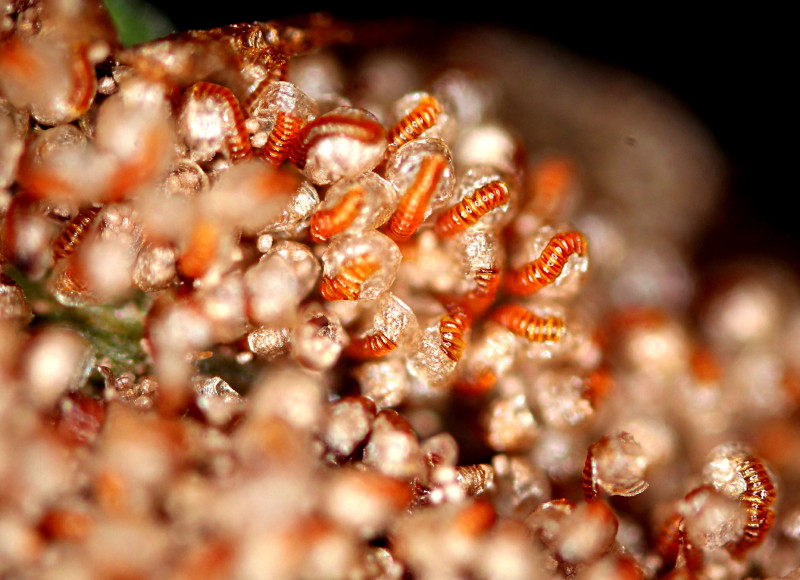Blechnum spicant(L)Roth #46560
