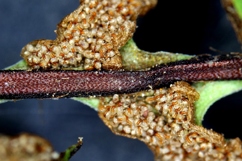 Blechnum spicant(L)Roth #46559