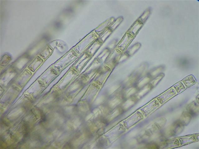 Blepharostoma trichophyllum (L.) Dumort. #61767