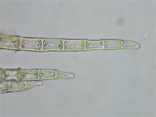 Blepharostoma trichophyllum (L.) Dumort. #61768
