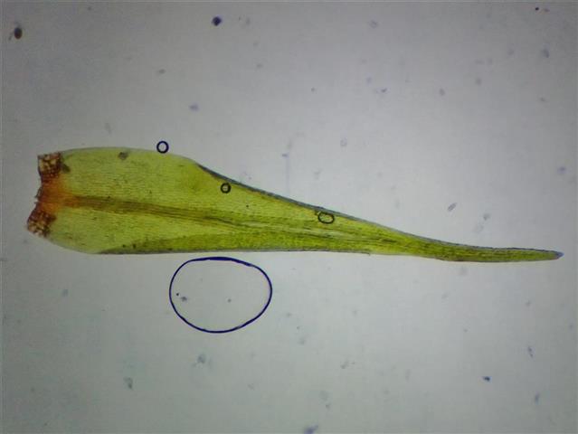Blindia acuta (Hedw.) Bruch & Schimp. #65106