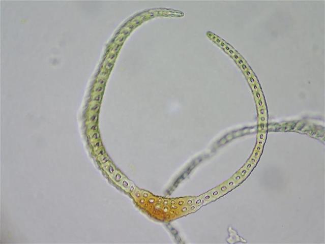 Blindia acuta (Hedw.) Bruch & Schimp. #65111