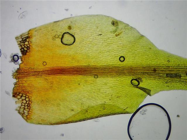 Blindia acuta (Hedw.) Bruch & Schimp. #65107