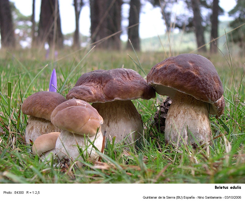 Boletus edulis  Bull.: Fr. #1328