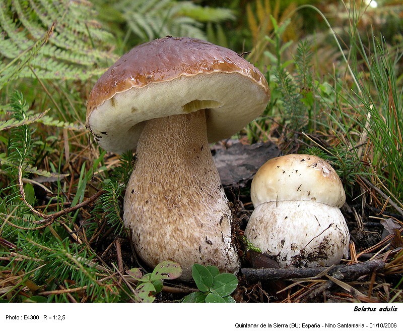 Boletus edulis  Bull.: Fr. #1329