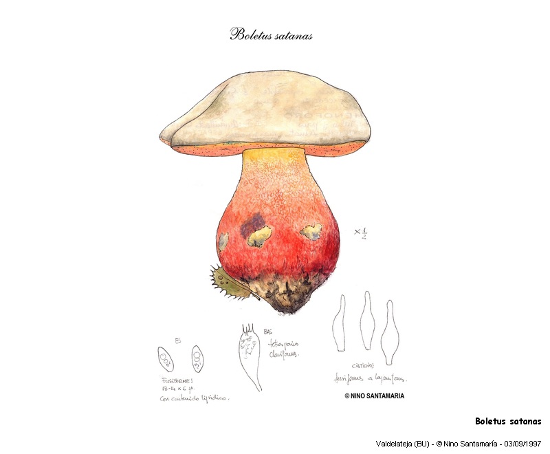 Boletus satanas Lenz #12321