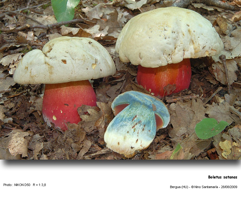 Boletus satanas Lenz #12313