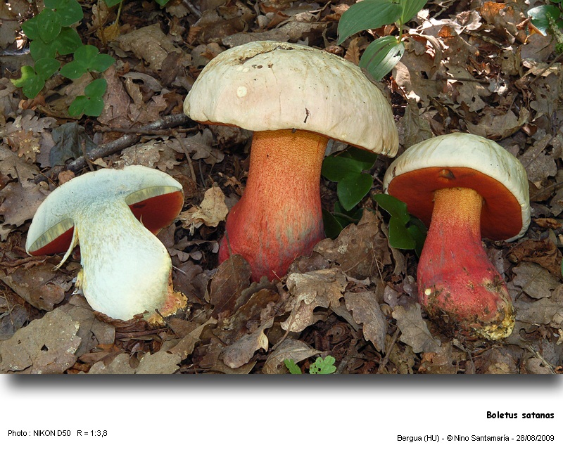 Boletus satanas Lenz #12311