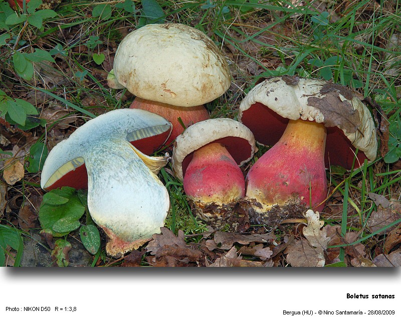 Boletus satanas Lenz #12312
