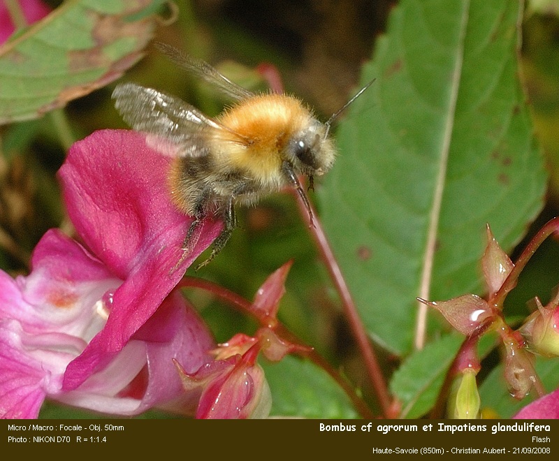 Bombus cf pascuorum Scopoli 1763 – Bourdon des champs #5684