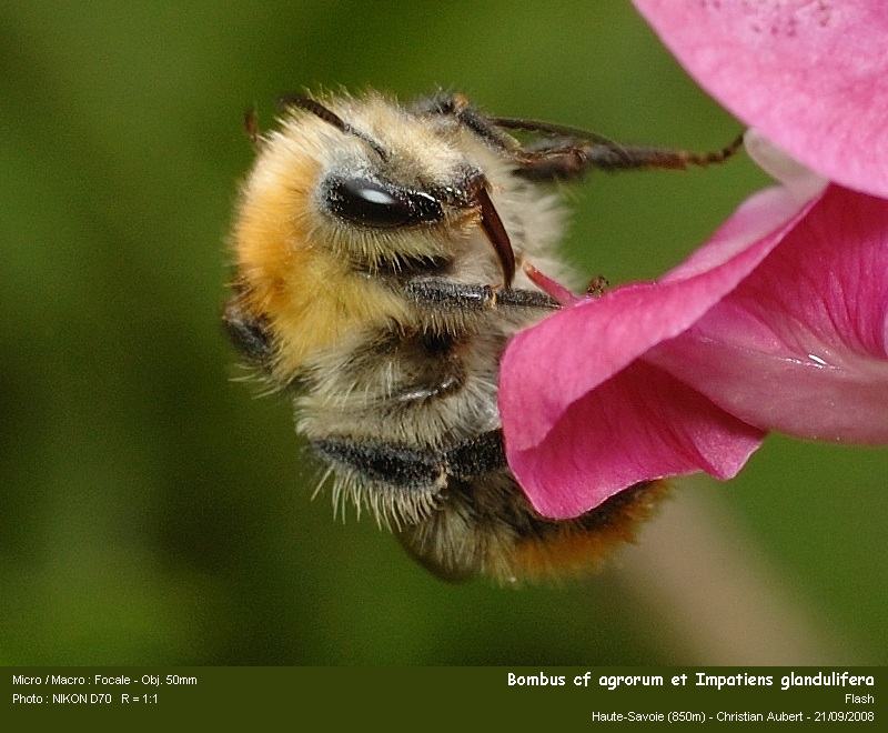 Bombus cf pascuorum Scopoli 1763 – Bourdon des champs #5683