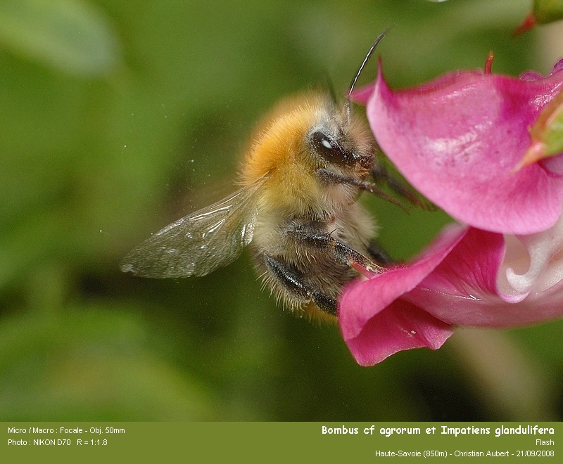Bombus cf pascuorum Scopoli 1763 – Bourdon des champs #5682