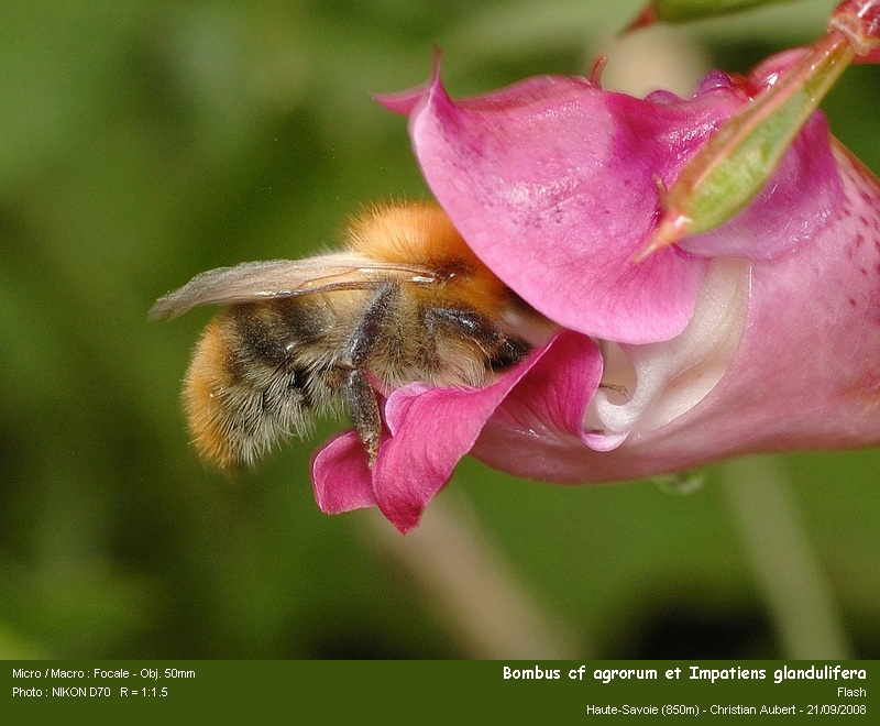 Bombus cf pascuorum Scopoli 1763 – Bourdon des champs #5680
