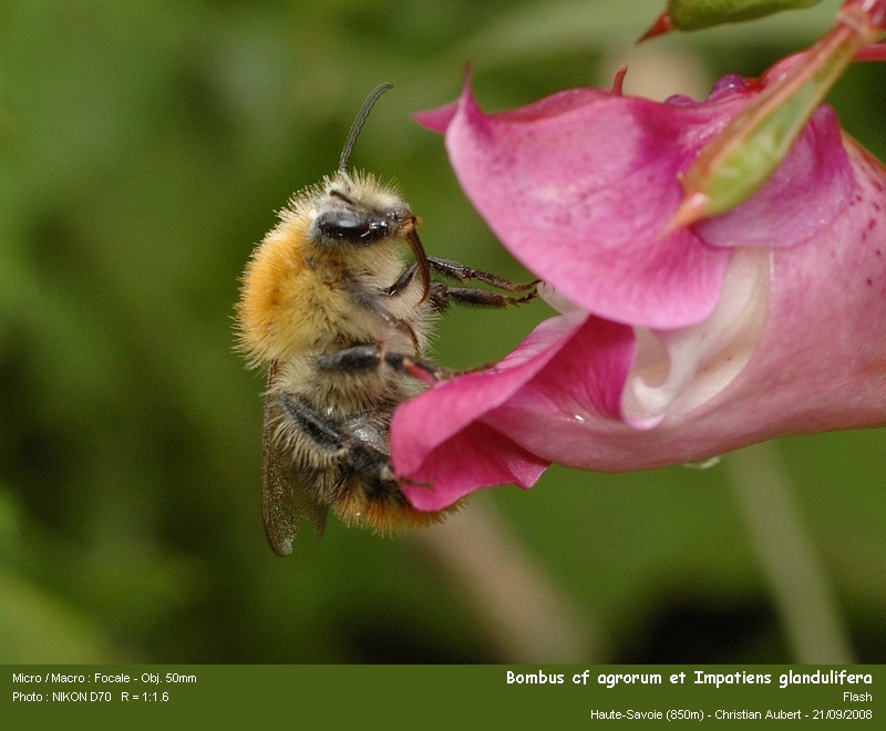 Bombus cf pascuorum Scopoli 1763 – Bourdon des champs #5681