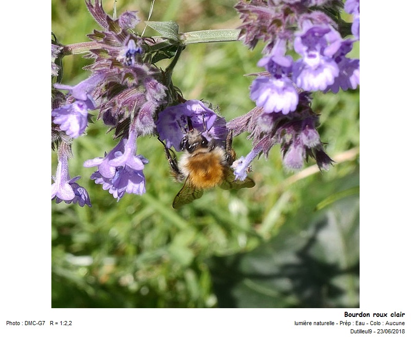 Bombus Pascuorum -Bourdon des champs #55209