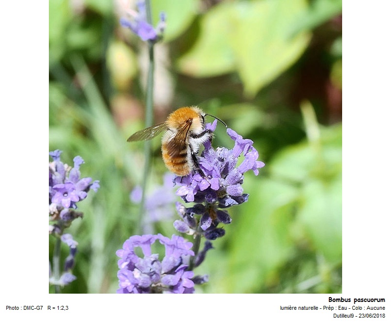 Bombus Pascuorum -Bourdon des champs #55207