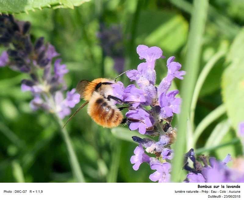 Bombus Pascuorum -Bourdon des champs #55208