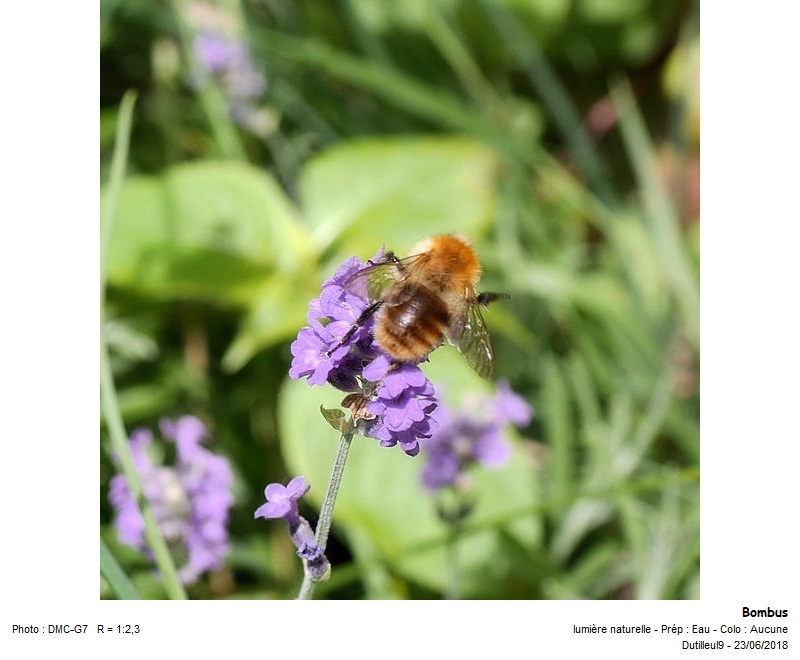 Bombus Pascuorum -Bourdon des champs #55206