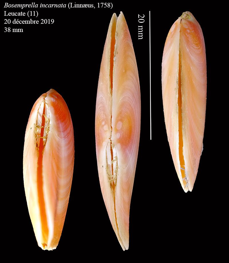 Bosemprella incarnata #62999