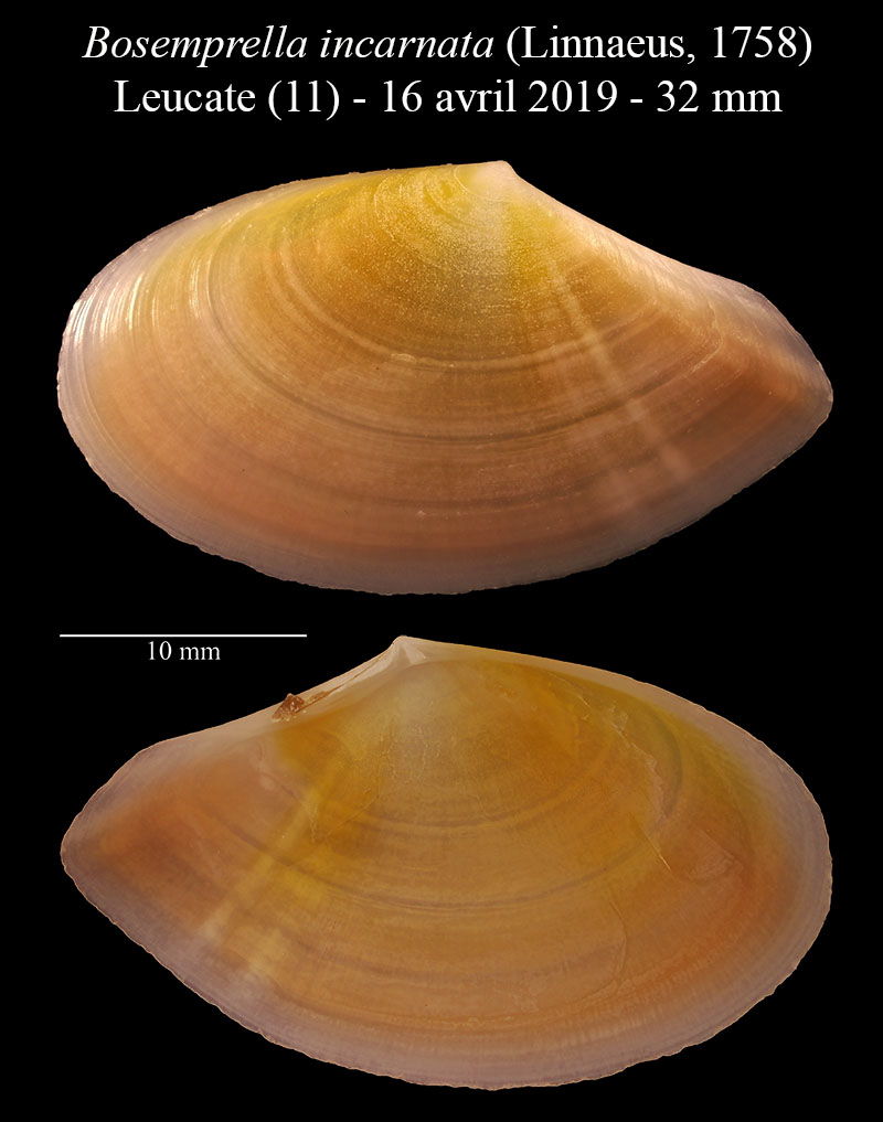 Bosemprella incarnata #58913