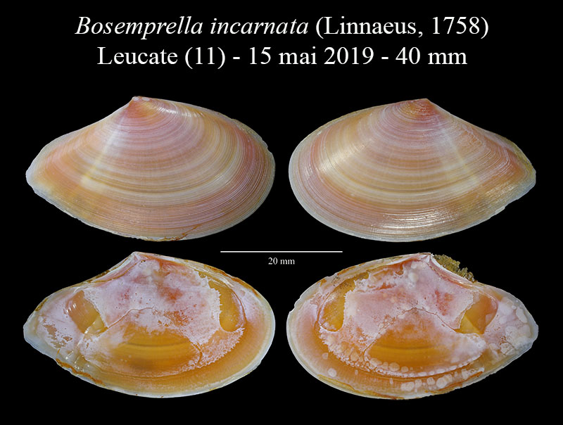 Bosemprella incarnata #59791
