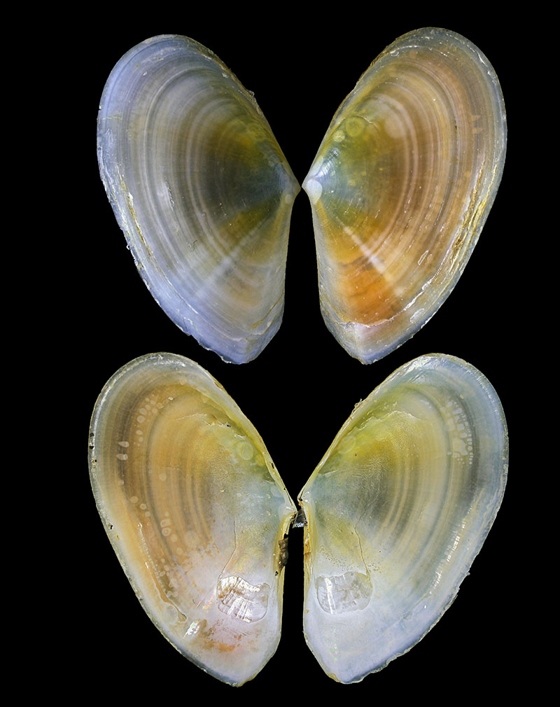 Bosemprella incarnata #58985