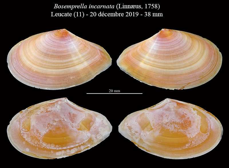 Bosemprella incarnata #62998
