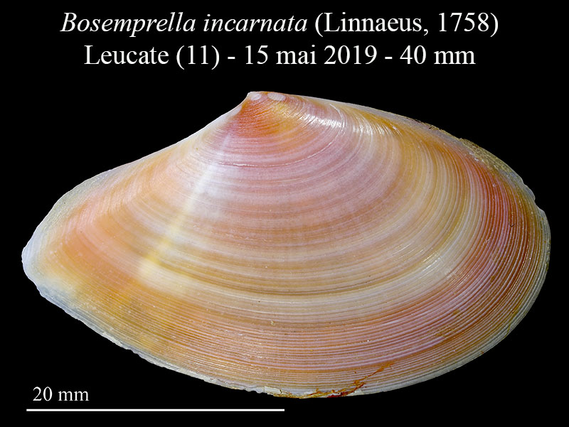 Bosemprella incarnata #59790