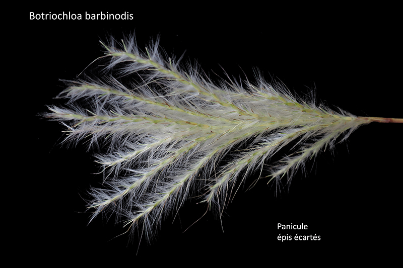 Bothriochloa barbinodis (Lag.) Herter #80274