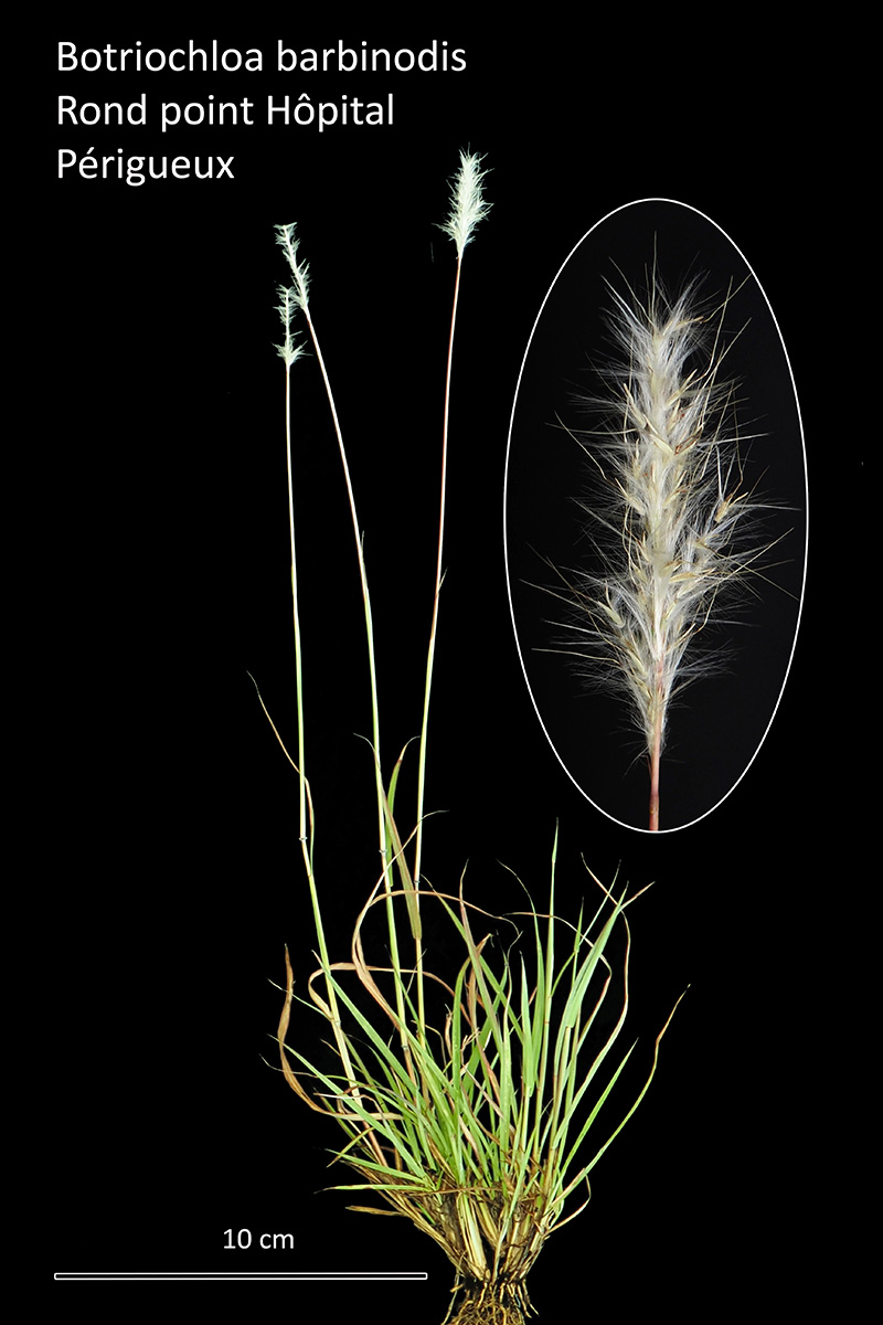 Bothriochloa barbinodis (Lag.) Herter #80271