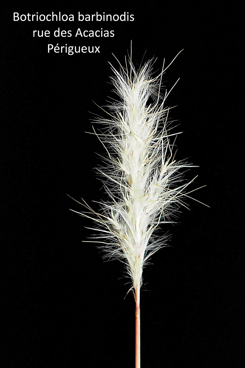 Bothriochloa barbinodis (Lag.) Herter #80272