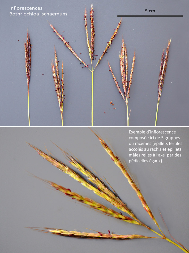 Bothriochloa ischaemum (L.) Keng : Le barbon ! #64477
