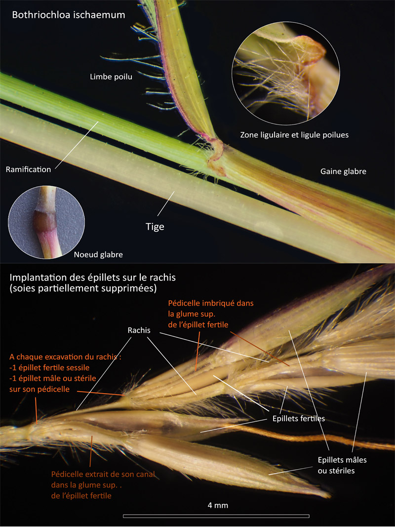 Bothriochloa ischaemum (L.) Keng : Le barbon ! #64478