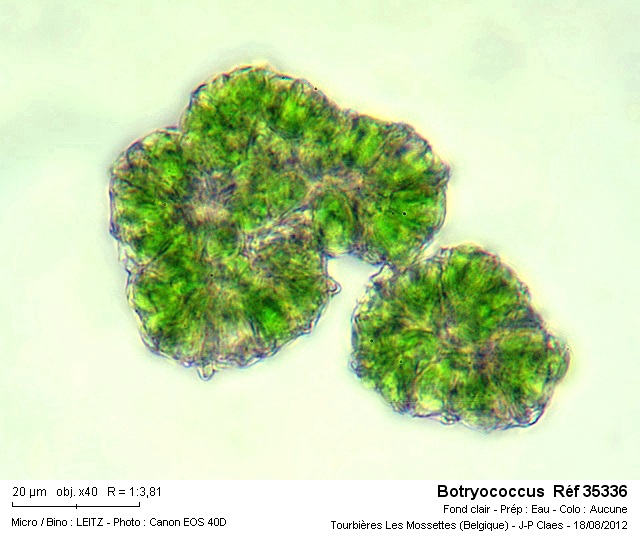 Botriococcus #28901